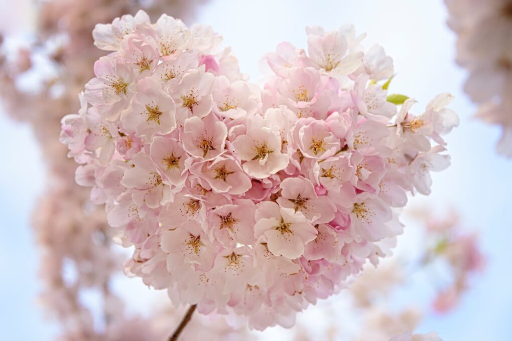 decorative, love image