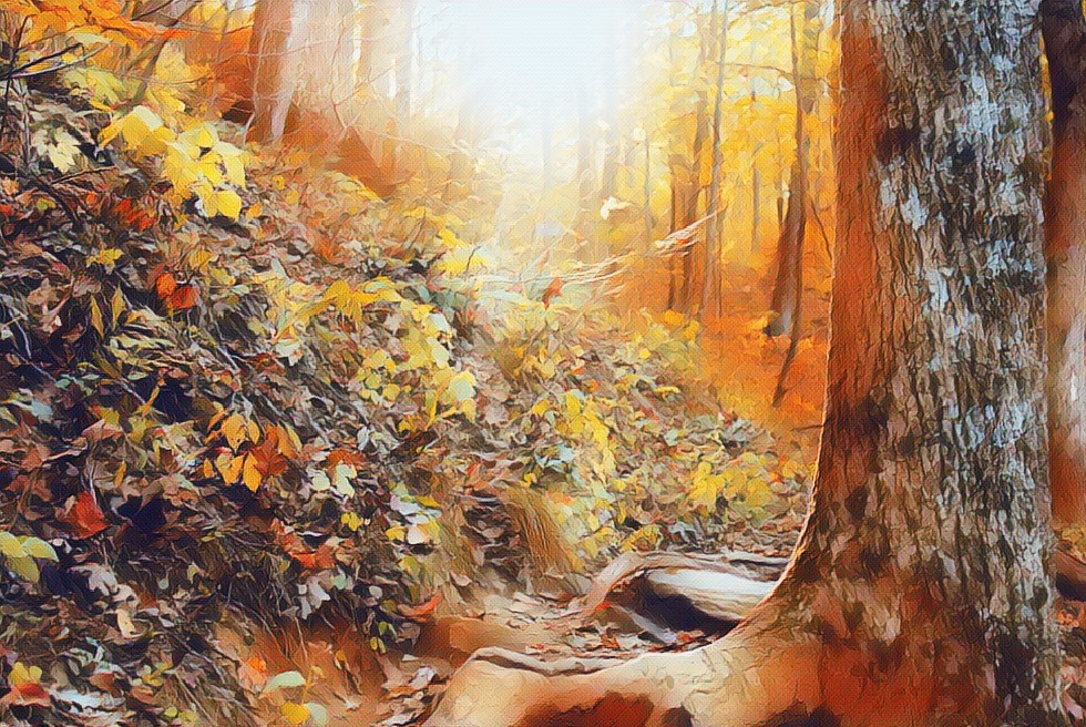 decorative, bright woods image